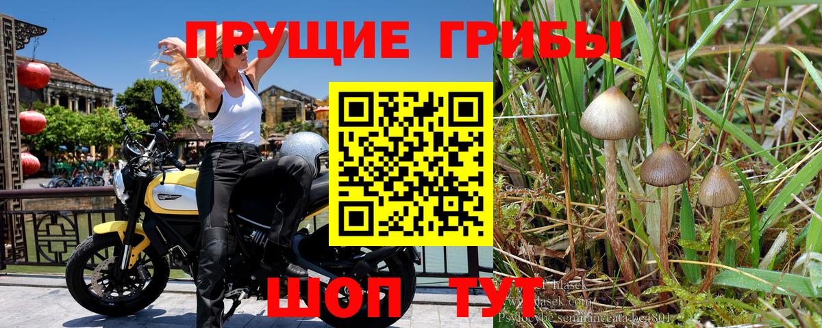 Галлюциногенные грибы прущие грибы  наркотики  Бугуруслан  Вход с VPN 